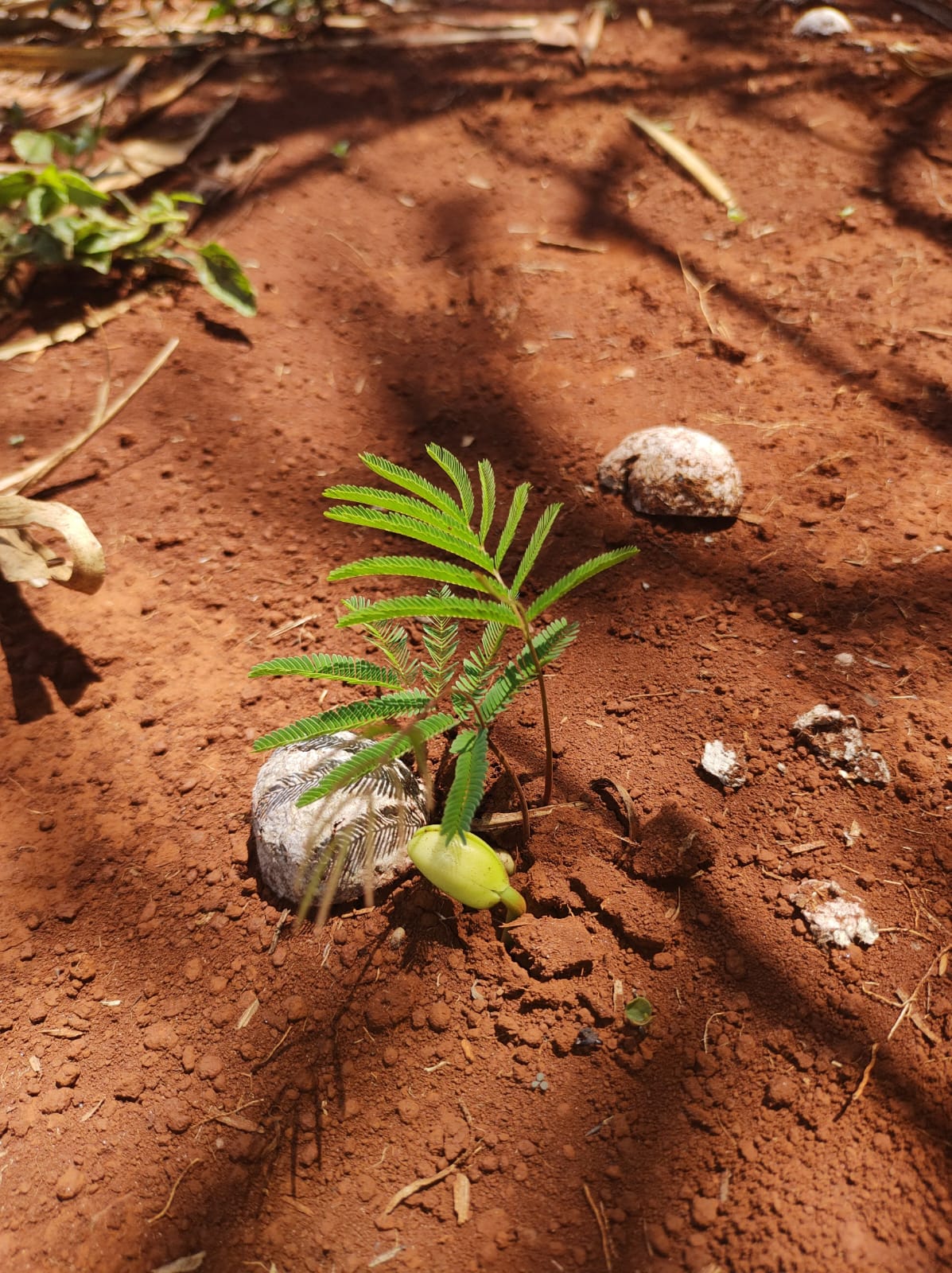 Projeto de Reflorestamento 2