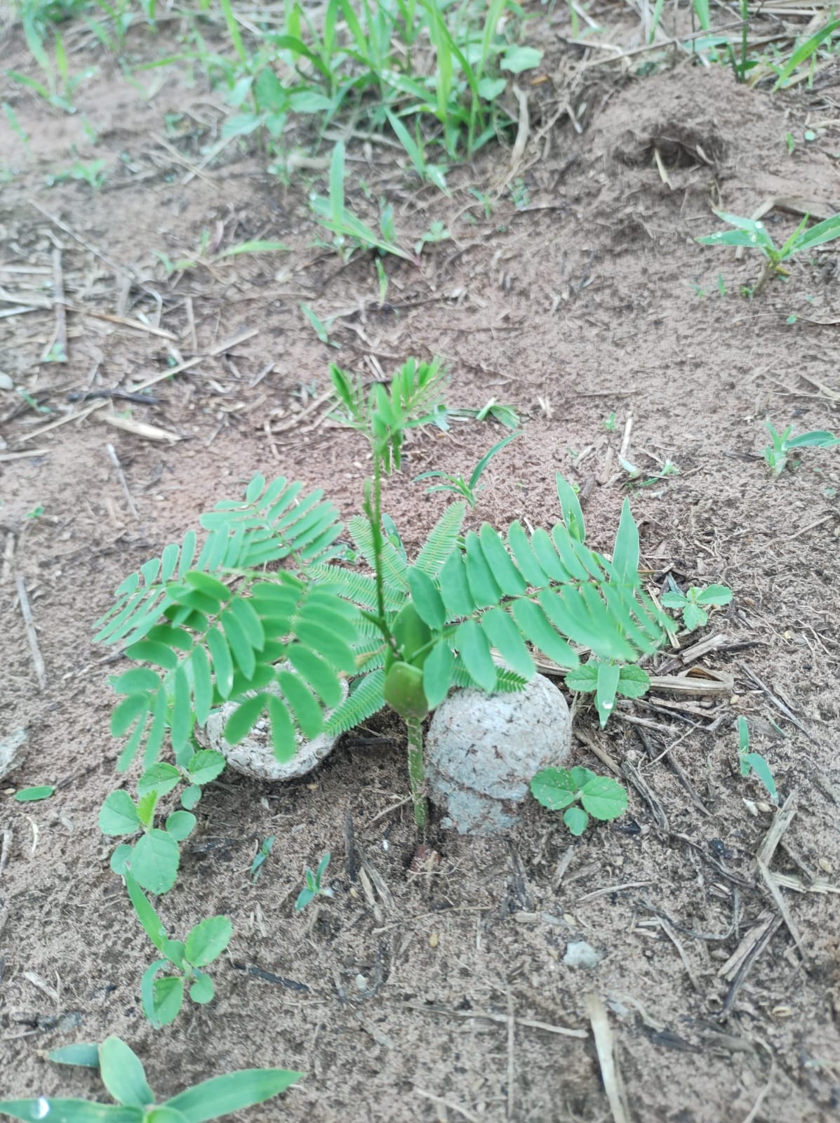 Tecnologia de Drones