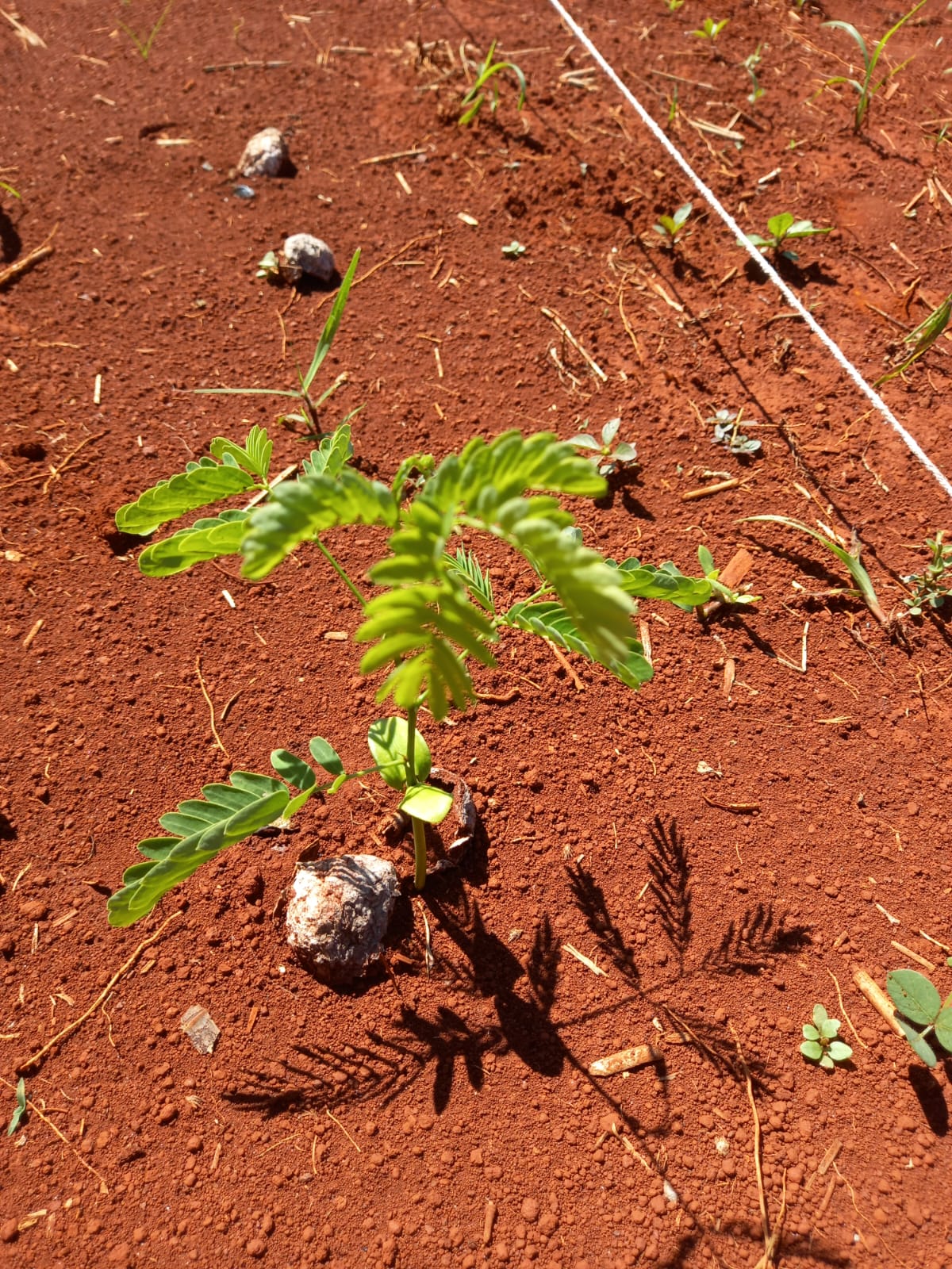 Cápsulas Biodegradáveis